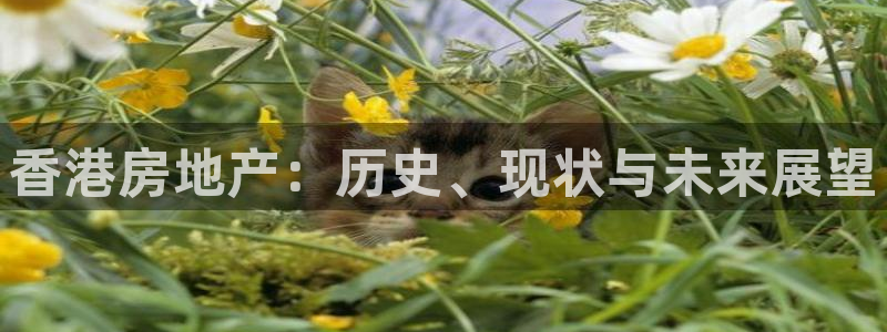新宝5新宝6顺达：香港房地产：历史、现状与未来展望