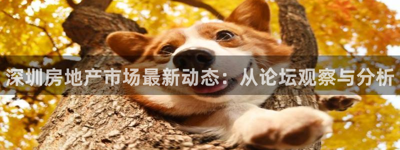 新宝5平台登录下载软件：深圳房地产市场最新动态：从论坛观察与