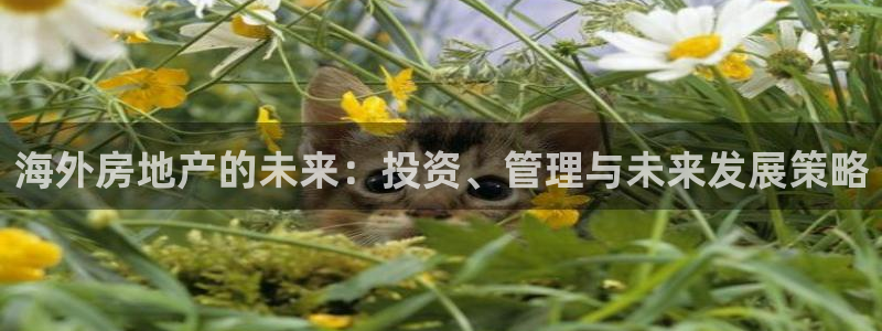 新宝5平台：海外房地产的未来：投资、管理与未来发展策略