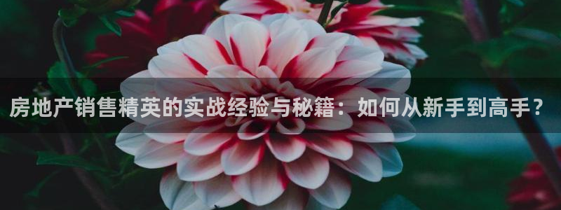 新宝5平台登陆：房地产销售精英的实战经验与秘籍：如何从新手到