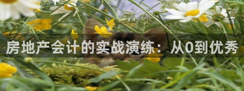 新宝5的网址：房地产会计的实战演练：从0到优秀